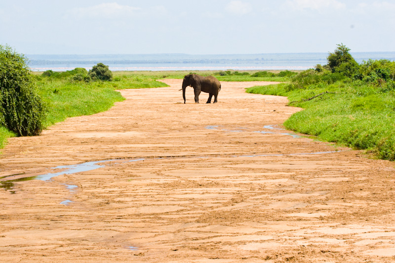 African Elephant In Dry River Bed